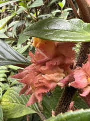 Glossoloma ichthyoderma