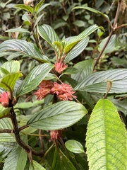 Glossoloma ichthyoderma