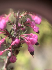 Erica placentiflora