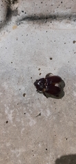 Scarabaeoidea