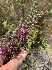 Erica placentiflora