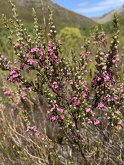 Erica placentiflora