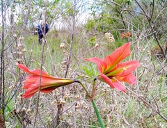Hippeastrum glaucescens