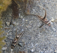 Pareques acuminatus