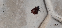 Scarabaeoidea