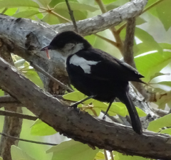 Myrmecocichla arnotti