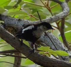 Myrmecocichla arnotti
