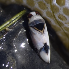 Notonecta unifasciata