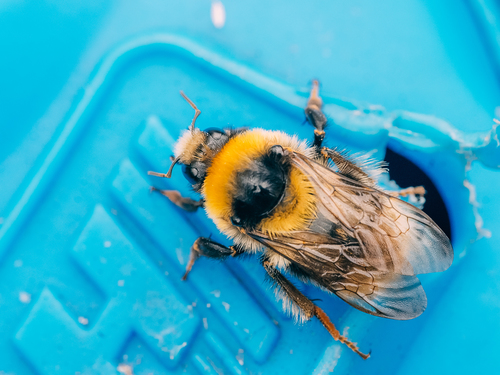 Semenov's Bumble Bee