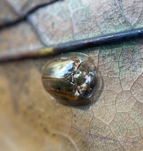 Golden tortoise beetle