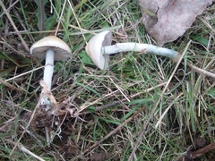 Stropharia pseudocyanea