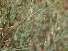 Lestes virens virens