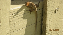 Anolis sagrei