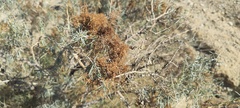 Cuscuta psorothamnensis