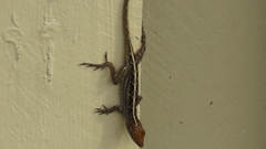 Anolis sagrei