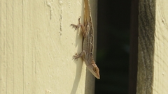 Anolis sagrei