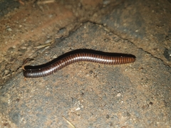 Orthoporoides