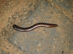 Orthoporoides
