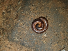 Orthoporoides