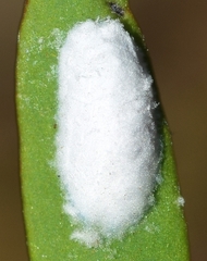 Lichtensia viburni