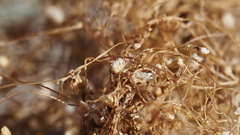 Cuscuta psorothamnensis