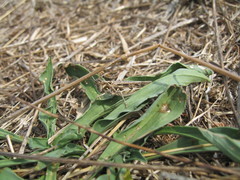 Dociostaurus jagoi occidentalis