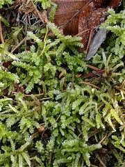 Eurhynchium angustirete