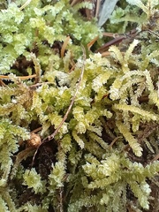 Eurhynchium angustirete