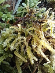 Eurhynchium angustirete