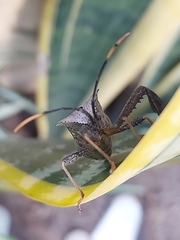 Acanthocephala alata