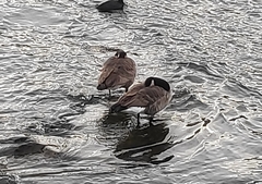 Branta canadensis