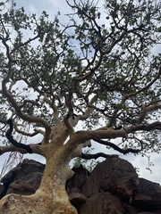 Ficus tettensis