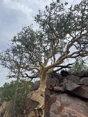 Ficus tettensis