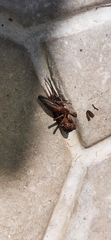 Gryllidea