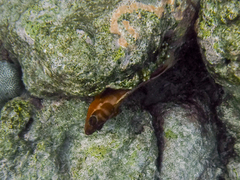 Epinephelus fasciatus
