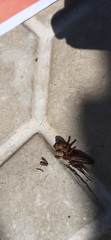 Gryllidea