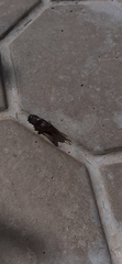 Gryllidea