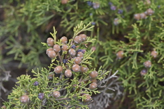 Juniperus phoenicea
