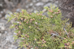 Juniperus phoenicea