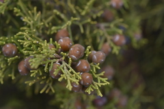 Juniperus phoenicea