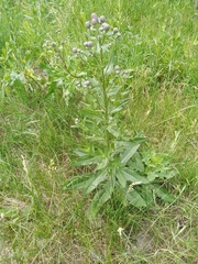 Cirsium arvense