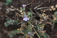 Chaenorhinum origanifolium crassifolium