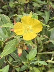 Ludwigia peruviana image