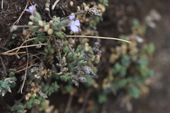 Chaenorhinum origanifolium crassifolium