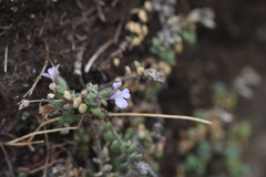 Chaenorhinum origanifolium crassifolium