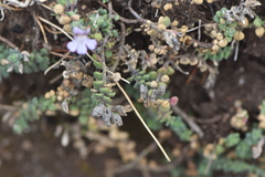 Chaenorhinum origanifolium crassifolium