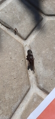 Gryllidea