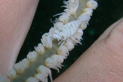 Pontonides ankeri
