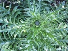 Cirsium andrewsii