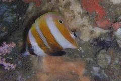 Coradion chrysozonus